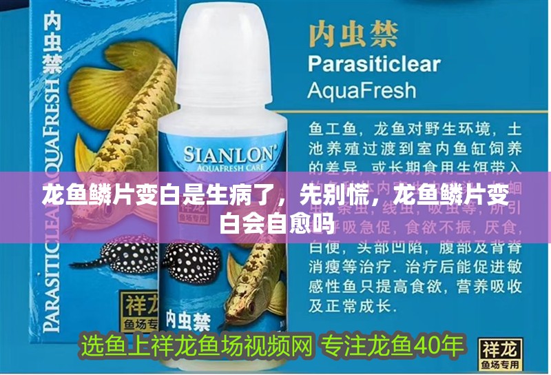 龍魚鱗片變白是生病了，先別慌，龍魚鱗片變白會自愈嗎