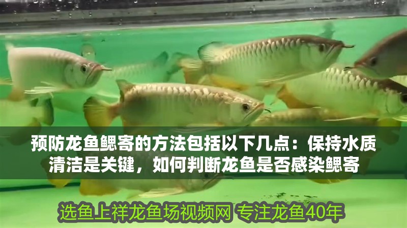 預防龍魚鰓寄的方法包括以下幾點：保持水質清潔是關鍵，如何判斷龍魚是否感染鰓寄