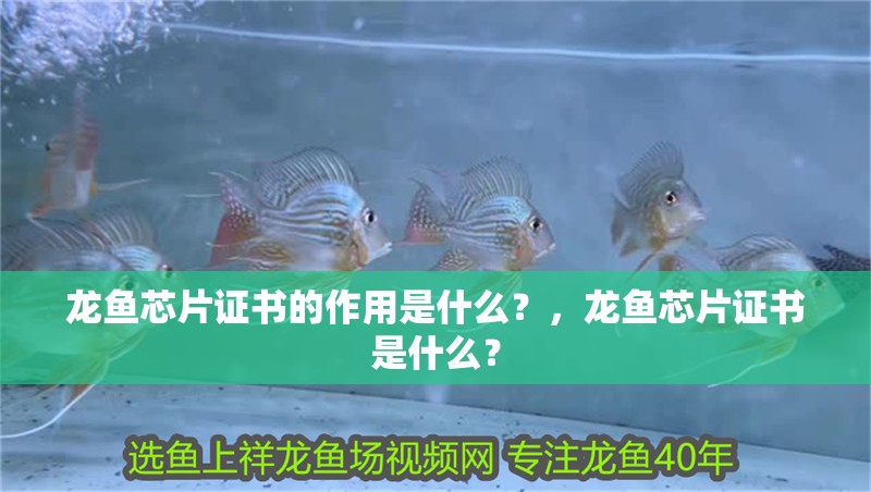龍魚芯片證書的作用是什么？，龍魚芯片證書是什么？