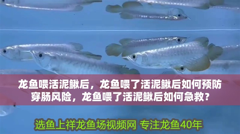 龍魚喂活泥鰍后，龍魚喂了活泥鰍后如何預防穿腸風險，龍魚喂了活泥鰍后如何急救？