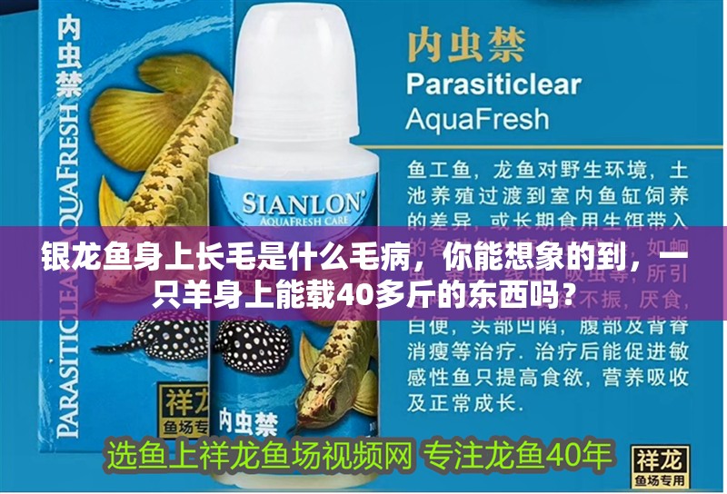 銀龍魚身上長毛是什么毛病，你能想象的到，一只羊身上能載40多斤的東西嗎？