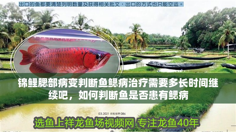 錦鯉腮部病變判斷魚鰓病治療需要多長時間繼續吧，如何判斷魚是否患有鰓病