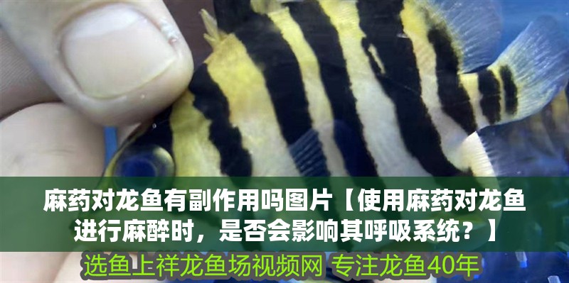 麻藥對龍魚有副作用嗎圖片【使用麻藥對龍魚進行麻醉時，是否會影響其呼吸系統？】