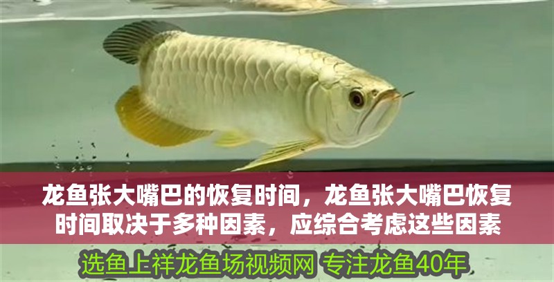 龍魚張大嘴巴的恢復(fù)時(shí)間，龍魚張大嘴巴恢復(fù)時(shí)間取決于多種因素，應(yīng)綜合考慮這些因素