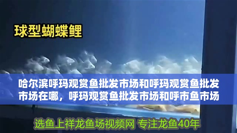 哈爾濱呼瑪觀賞魚批發(fā)市場和呼瑪觀賞魚批發(fā)市場在哪，呼瑪觀賞魚批發(fā)市場和呼市魚市場在哪