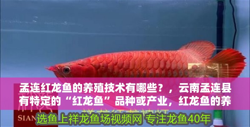 孟連紅龍魚的養殖技術有哪些？，云南孟連縣有特定的“紅龍魚”品種或產業，紅龍魚的養殖技術有哪些