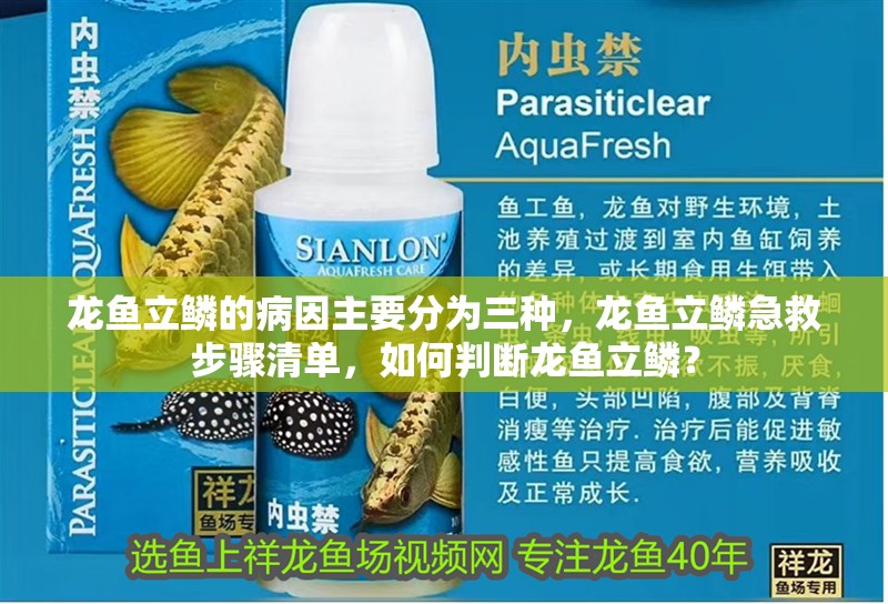 龍魚立鱗的病因主要分為三種，龍魚立鱗急救步驟清單，如何判斷龍魚立鱗？ 龍魚立鱗的病因主要分為三種，龍魚立鱗急救步驟清單，如何判斷龍魚立鱗？ 龍魚百科