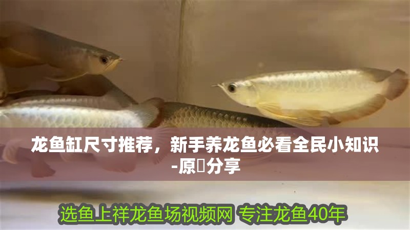 龍魚缸尺寸推薦，新手養龍魚必看全民小知識-原龍分享