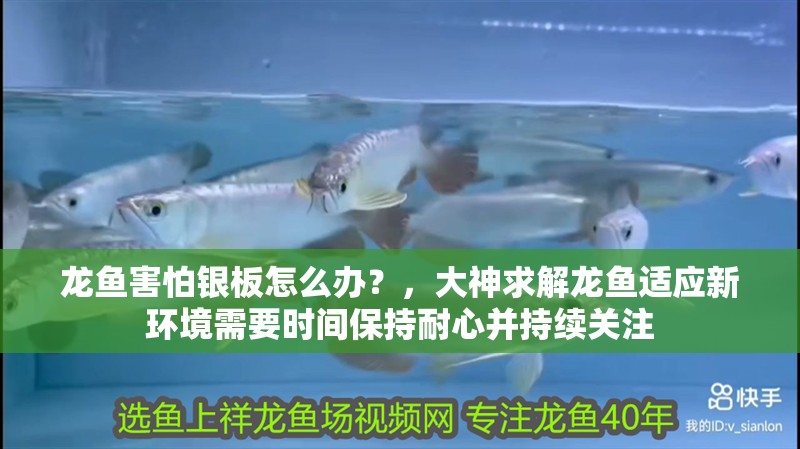 龍魚害怕銀板怎么辦？，大神求解龍魚適應新環境需要時間保持耐心并持續關注