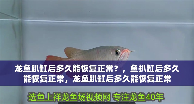 龍魚趴缸后多久能恢復正常？，魚扒缸后多久能恢復正常，龍魚趴缸后多久能恢復正常