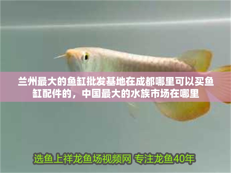蘭州最大的魚缸批發基地在成都哪里可以買魚缸配件的，中國最大的水族市場在哪里