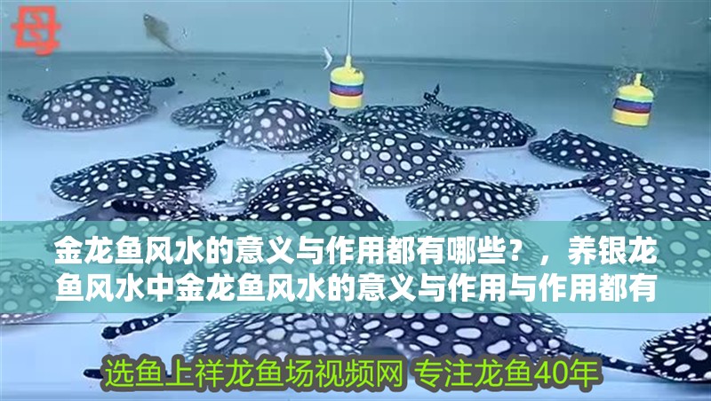 金龍魚風水的意義與作用都有哪些？，養銀龍魚風水中金龍魚風水的意義與作用與作用都有哪些