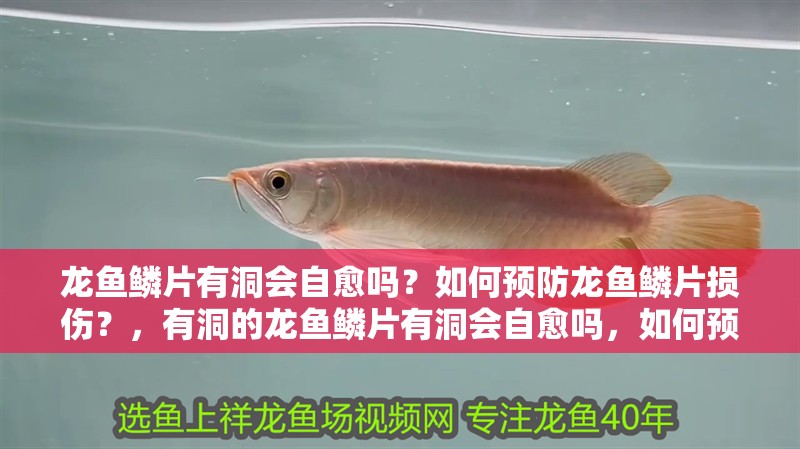 龍魚鱗片有洞會自愈嗎？如何預防龍魚鱗片損傷？，有洞的龍魚鱗片有洞會自愈嗎，如何預防龍魚鱗片損傷