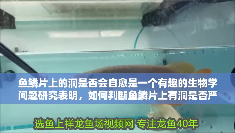 魚鱗片上的洞是否會(huì)自愈是一個(gè)有趣的生物學(xué)問題研究表明，如何判斷魚鱗片上有洞是否嚴(yán)重？