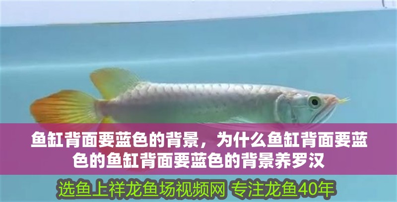魚缸背面要藍色的背景，為什么魚缸背面要藍色的魚缸背面要藍色的背景養羅漢