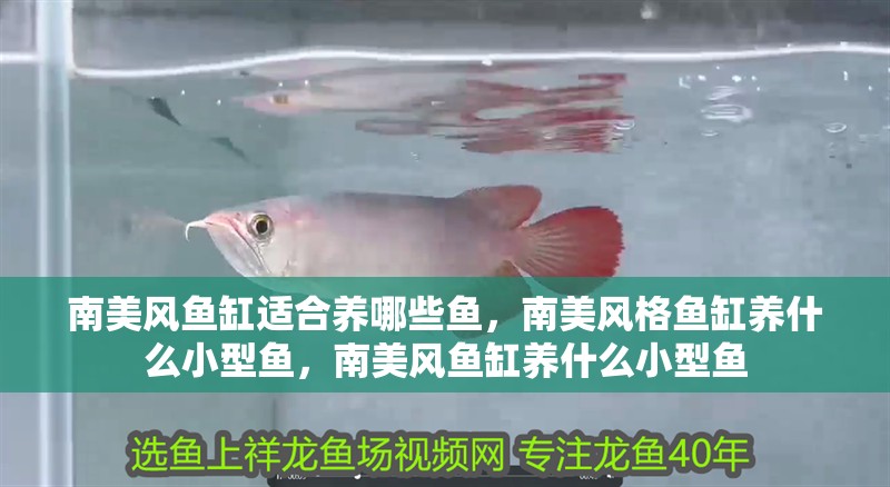 南美風魚缸適合養哪些魚，南美風格魚缸養什么小型魚，南美風魚缸養什么小型魚
