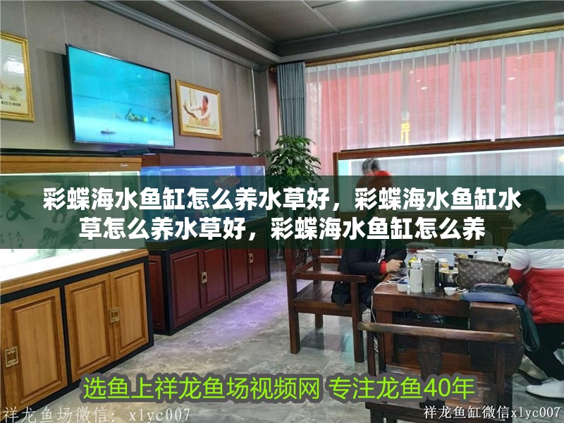 彩蝶海水魚缸怎么養水草好，彩蝶海水魚缸水草怎么養水草好，彩蝶海水魚缸怎么養