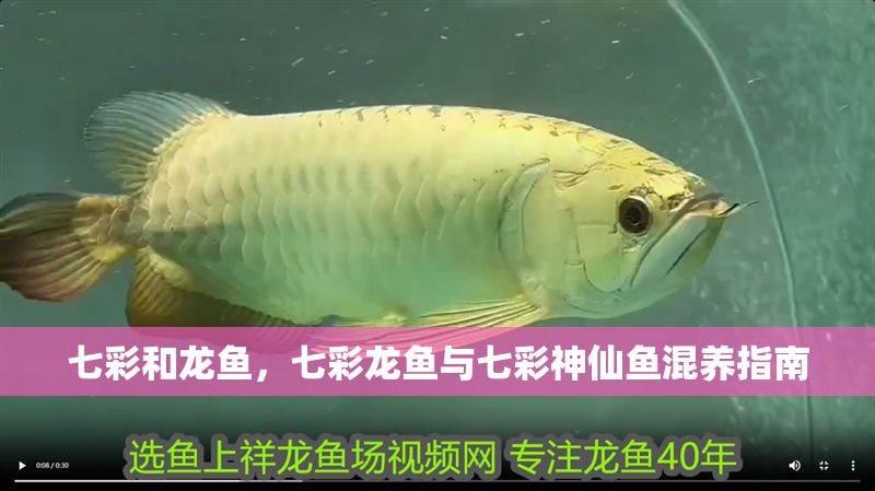 七彩和龍魚，七彩龍魚與七彩神仙魚混養(yǎng)指南