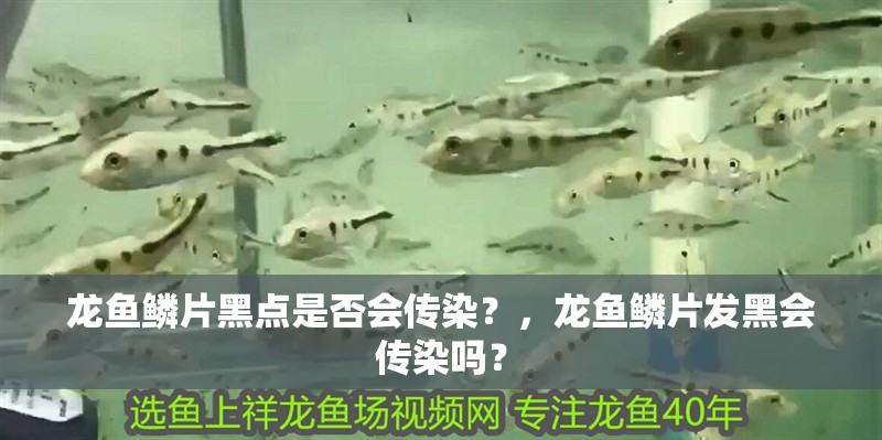 龍魚鱗片黑點是否會傳染？，龍魚鱗片發(fā)黑會傳染嗎？