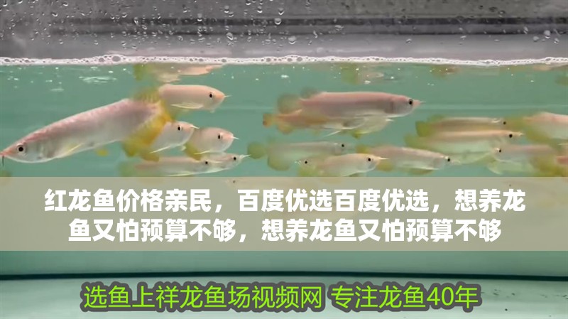 紅龍魚價格親民，百度優選百度優選，想養龍魚又怕預算不夠，想養龍魚又怕預算不夠