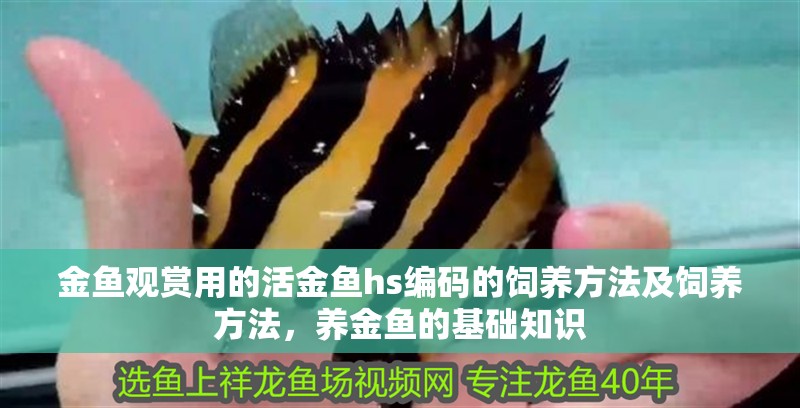 金魚(yú)觀賞用的活金魚(yú)hs編碼的飼養(yǎng)方法及飼養(yǎng)方法，養(yǎng)金魚(yú)的基礎(chǔ)知識(shí)