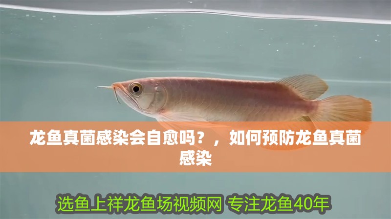 龍魚真菌感染會自愈嗎？，如何預防龍魚真菌感染