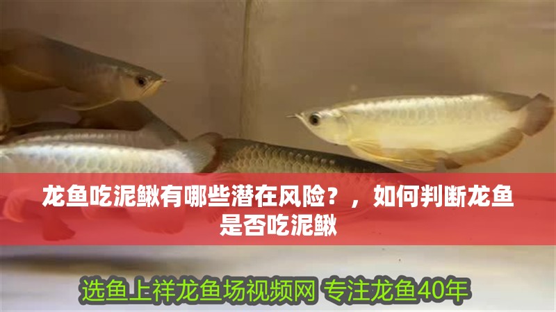 龍魚吃泥鰍有哪些潛在風險？，如何判斷龍魚是否吃泥鰍