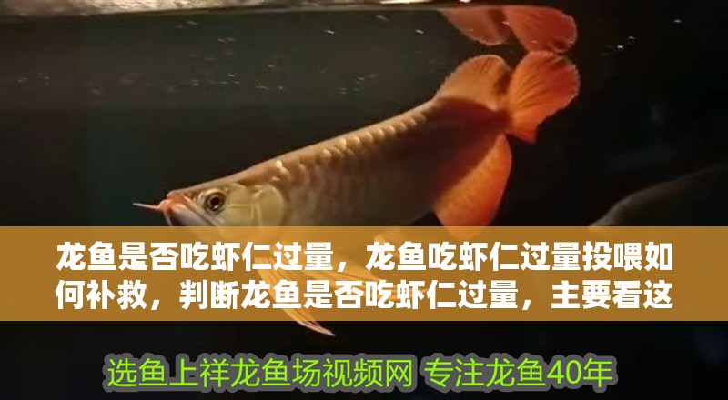 龍魚是否吃蝦仁過量，龍魚吃蝦仁過量投喂如何補救，判斷龍魚是否吃蝦仁過量，主要看這三個關(guān)鍵信號，吃完可補少量