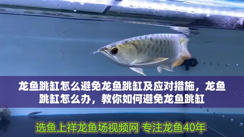 龍魚跳缸怎么避免龍魚跳缸及應(yīng)對措施，龍魚跳缸怎么辦，教你如何避免龍魚跳缸