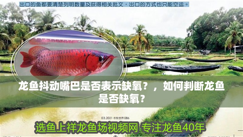 龍魚抖動嘴巴是否表示缺氧？，如何判斷龍魚是否缺氧？