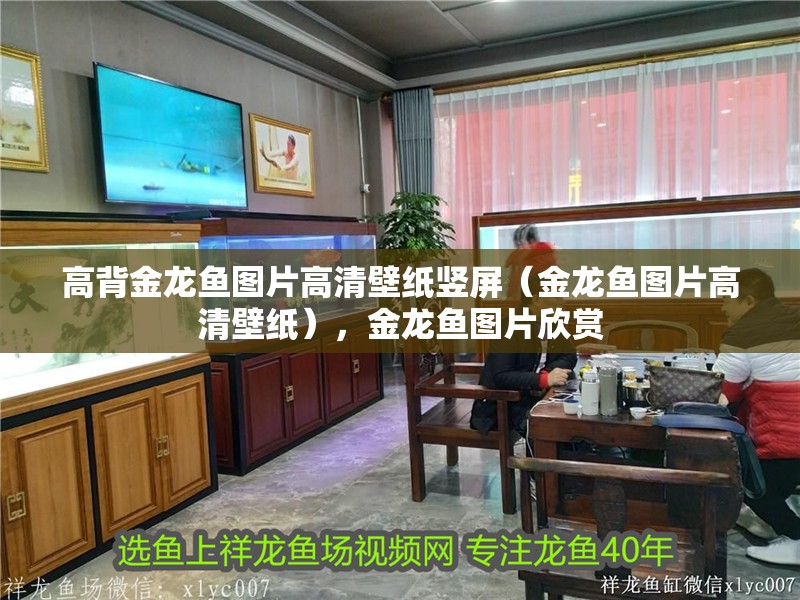 高背金龍魚圖片高清壁紙豎屏（金龍魚圖片高清壁紙），金龍魚圖片欣賞