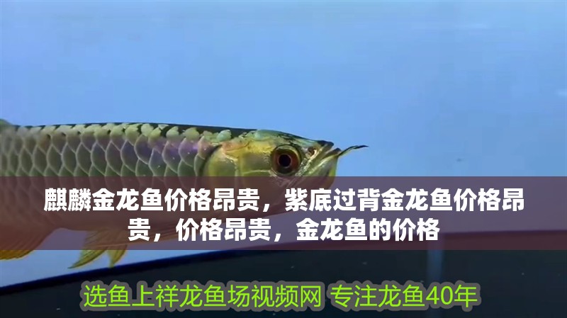 <strong><mark>麒麟</mark></strong>金龍魚價格昂貴，紫底過背金龍魚價格昂貴，價格昂貴，金龍魚的價格