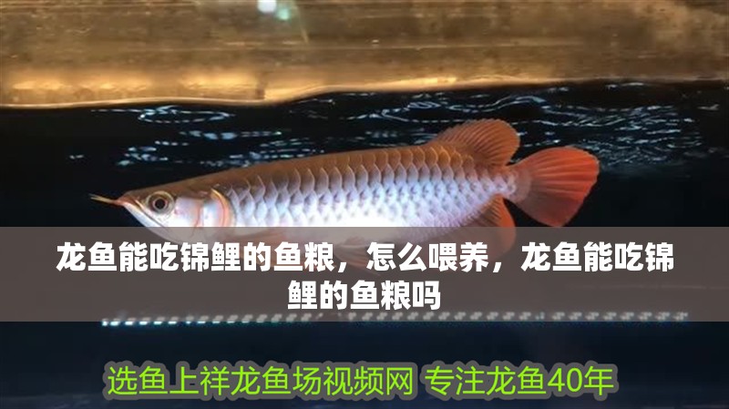 龍魚能吃錦鯉的魚糧，怎么喂養，龍魚能吃錦鯉的魚糧嗎