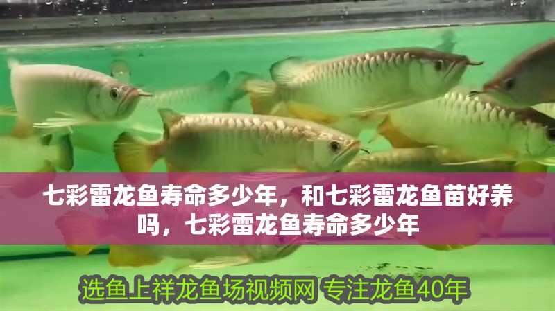七彩雷龍魚壽命多少年，和七彩雷龍魚苗好養嗎，七彩雷龍魚壽命多少年