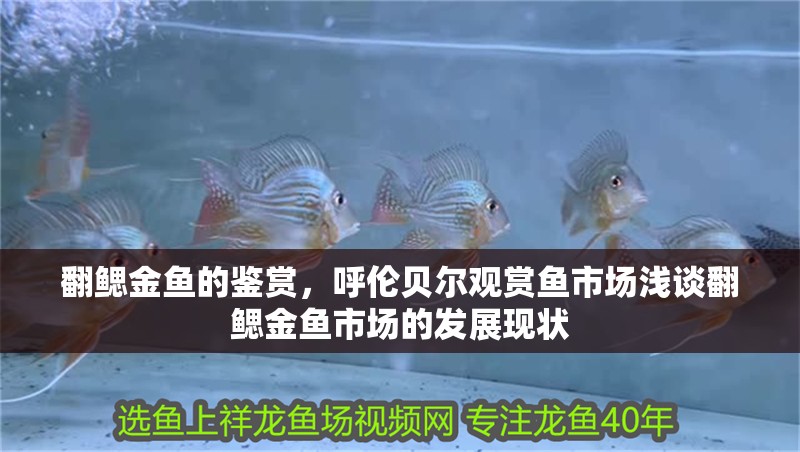 翻鰓金魚的鑒賞，呼倫貝爾觀賞魚市場淺談翻鰓金魚市場的發展現狀