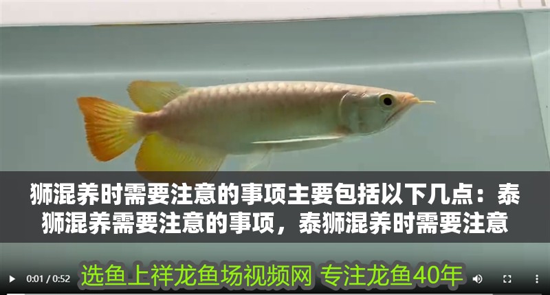 獅混養時需要注意的事項主要包括以下幾點：泰獅混養需要注意的事項，泰獅混養時需要注意的事項