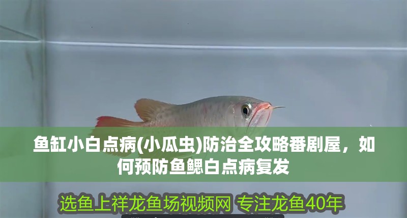 魚缸小白點病(小瓜蟲)防治全攻略番劇屋，如何預防魚鰓白點病復發