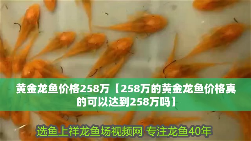 黃金龍魚價格258萬【258萬的黃金龍魚價格真的可以達到258萬嗎】