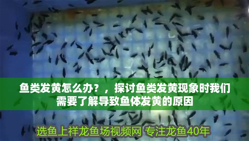 魚類發(fā)黃怎么辦？，探討魚類發(fā)黃現(xiàn)象時我們需要了解導致魚體發(fā)黃的原因