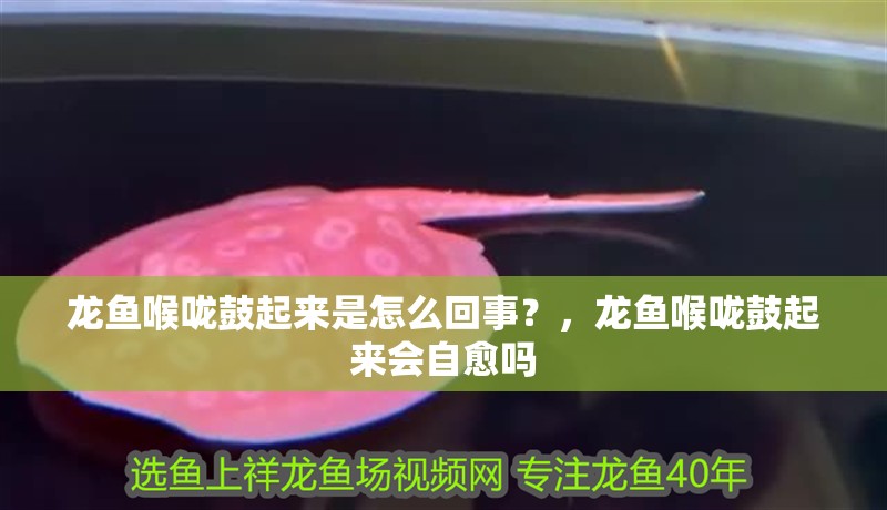 龍魚喉嚨鼓起來是怎么回事？，龍魚喉嚨鼓起來會自愈嗎