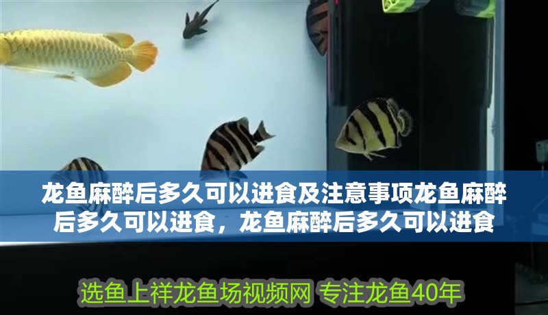 龍魚麻醉后多久可以進食及注意事項龍魚麻醉后多久可以進食，龍魚麻醉后多久可以進食