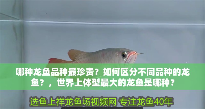 哪種龍魚品種最珍貴？如何區(qū)分不同品種的龍魚？，世界上體型最大的龍魚是哪種？