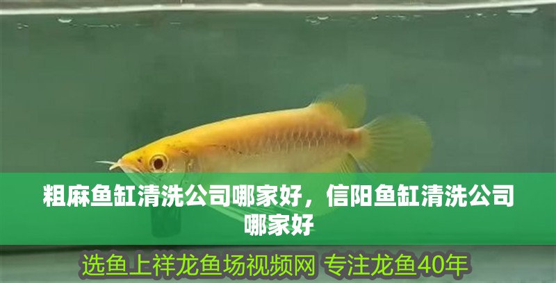 粗麻魚缸清洗公司哪家好，信陽魚缸清洗公司哪家好