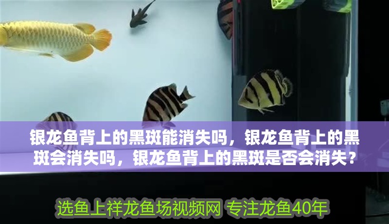 銀龍魚背上的黑斑能消失嗎，銀龍魚背上的黑斑會消失嗎，銀龍魚背上的黑斑是否會消失？