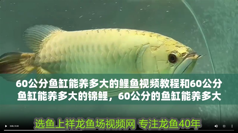 60公分魚缸能養多大的鯉魚視頻教程和60公分魚缸能養多大的錦鯉，60公分的魚缸能養多大的鯉魚視頻教程