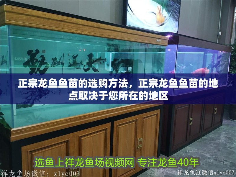 正宗龍魚魚苗的選購方法，正宗龍魚魚苗的地點取決于您所在的地區
