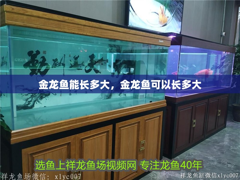 金龍魚能長多大，金龍魚可以長多大