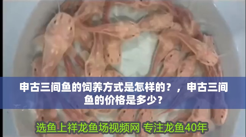 申古三間魚的飼養方式是怎樣的？，申古三間魚的價格是多少？
