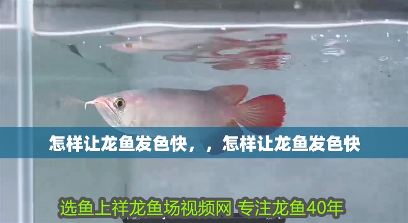 怎樣讓龍魚發色快，，怎樣讓龍魚發色快