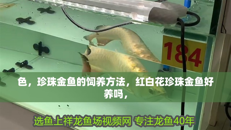 色，珍珠金魚的飼養方法，紅白花珍珠金魚好養嗎，